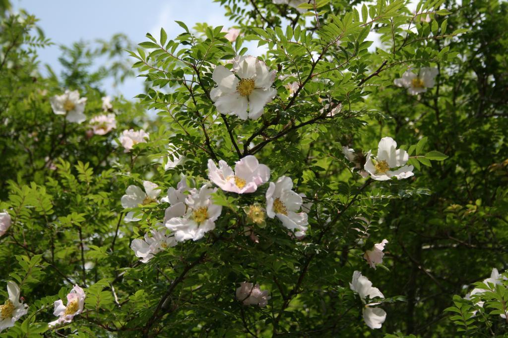 Senkyoro Hotell Hakone Exteriör bild